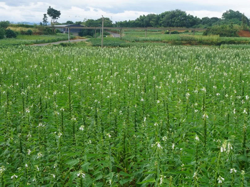 企業(yè)風(fēng)采
